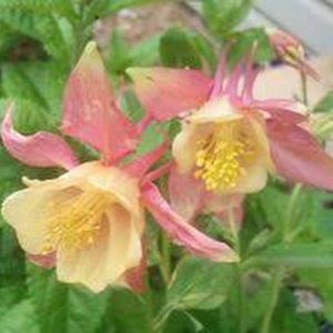 Meet your Posher, Tenaya